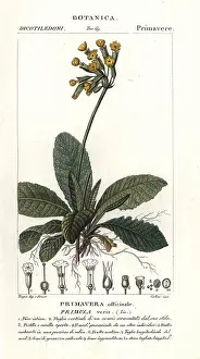Batelli: Cowslip, Primula veris