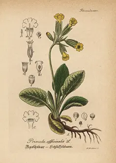 Veris: Cowslip, Primula veris
