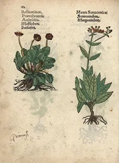 Veris: Cowslip, Primula veris and balsam herb, Tanacetum balsamita