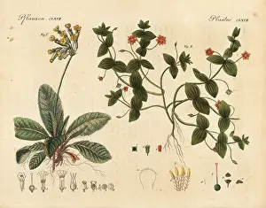 Pimpernel: Cowslip, Primula veris, and scarlet pimpernel