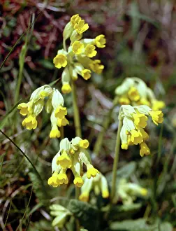 Cowslips: Cowslips