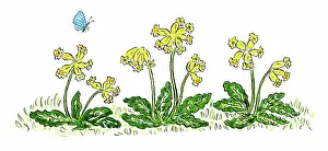 Cowslips: Cowslips with blue butterfly