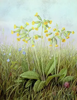 Cowslips: Cowslips ? with grass, forget-me-nots and clover