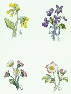 Cowslips: Cowslips, Violets, Daisies and Wild Rose