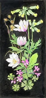 Cowslips: Cowslips, windflowers and cranesbill on a black background