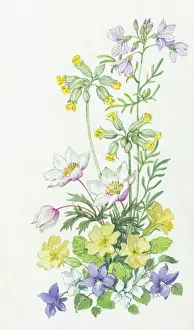 Cowslips: Cowslips, wood anemones, primroses and violets