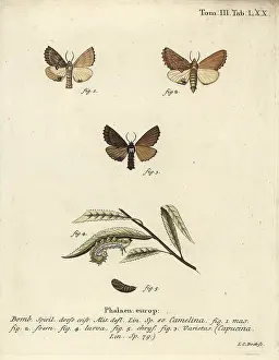 Esper: Coxcomb prominent, Ptilodon capucinus