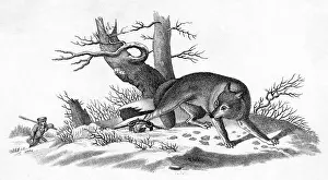 Coyote: COYOTE