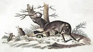 Coyotes: COYOTE CAUGHT