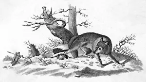 Coyotes: COYOTE CAUGHT