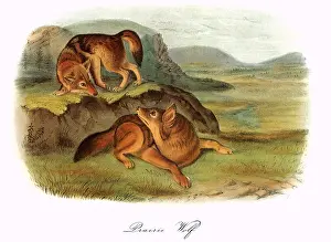 Stares: Two Coyotes