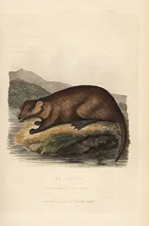 Coypu: Coypu, Myocastor coypu
