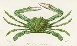 Lupa: CRAB 1849