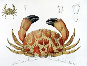 Lobsters: Crab