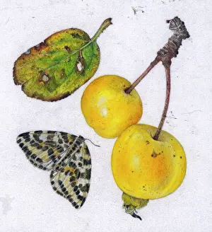 Helga Crouch: Crab apple Butterball and magpie moth