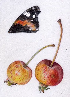 Helga Crouch: Crab apple Everest and Red Admiral wing