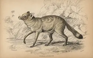 Lizars: Crab eating fox, Cerdocyon thous guaraxa