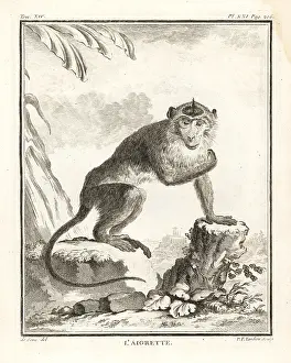 Tardieu: Crab-eating macaque or egret, Macaca fascicularis