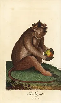 Sibly: Crab-eating macaque, Macaca fascicularis