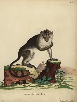 Linn: Crab-eating macaque, Macaca fascicularis