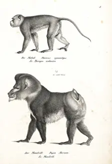 Fascicularis: Crab-eating macaque and mandrill