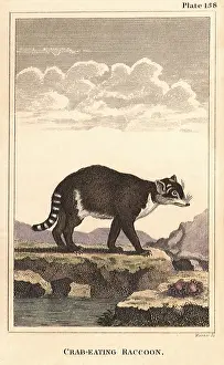 Raccoon: Crab-Eating Raccoon