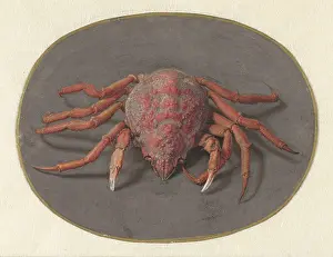Jointed: Crab, by Jan Augustin van der Goes