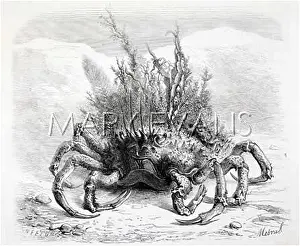 Maia: CRAB WITH PLANTS ON BACK