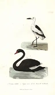 Nouvelle: Crab plover, Dromas ardeola, and black swan, Cygnus atratus