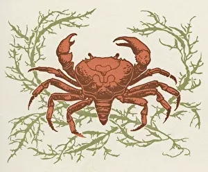 Pincers: Crab and seaweed