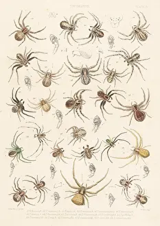 Arachnology: Crab spiders