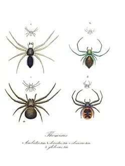 Hahn: Crab Spiders