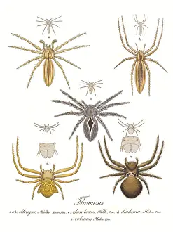 Hahn: Crab Spiders