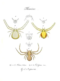Hahn: Crab Spiders