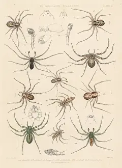 Arachnology: Crab spiders and green huntsman