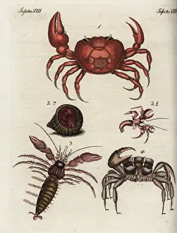 Pagurus: Crab varieties