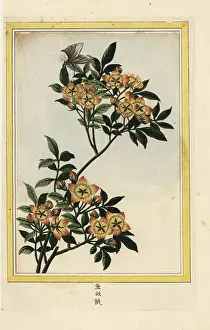 Jaunes: Crabapple, Malus species?