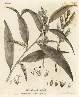 Catkin: Crack willow or brittle willow, Salix fragilis