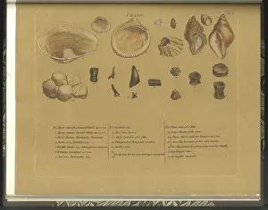 Theories: Craig (Crag) fossils
