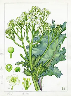 Shingle: Crambe maritima - sea kale