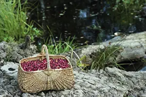 Katkov: Cranberry basket