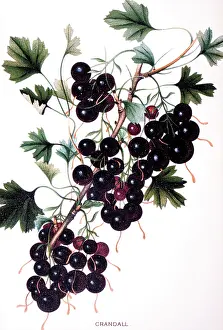 Currants: Crandall Currants