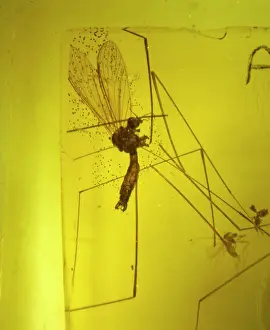 Resin: Crane Fly in baltic amber