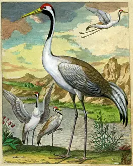 Grus: Crane - Grus
