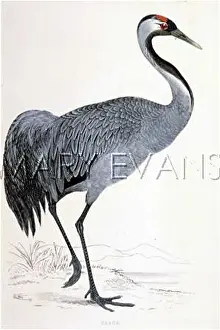 Grus: CRANE (MORRIS)