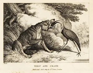 Samuel Howitt: A crane puts its head into a wolf's mouth