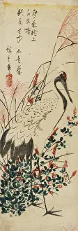 Feathery: Crane among sprays of red-flowering shrub