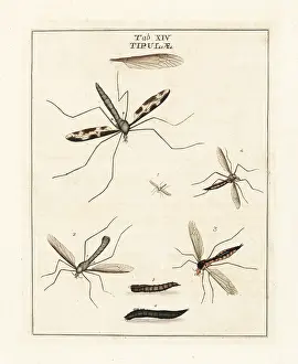 Dragonflies: Cranefly species