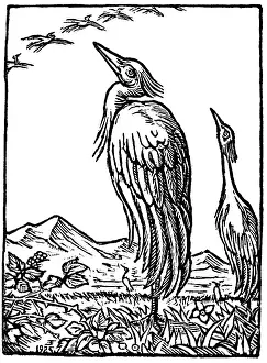 Feyerabend: Cranes, by Erich Feyerabend