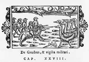 Warn: CRANES WARN, 1555